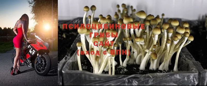 Псилоцибиновые грибы Psilocybine cubensis  продажа наркотиков  это клад  Гуково 